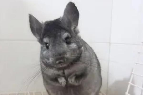 龙猫进食卡喉咙有何症状，可能产生咳嗽、呕吐、难以呼吸等表现