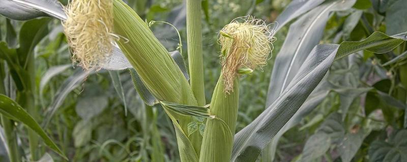 蠡玉32玉米种简介，夏播生育期95天