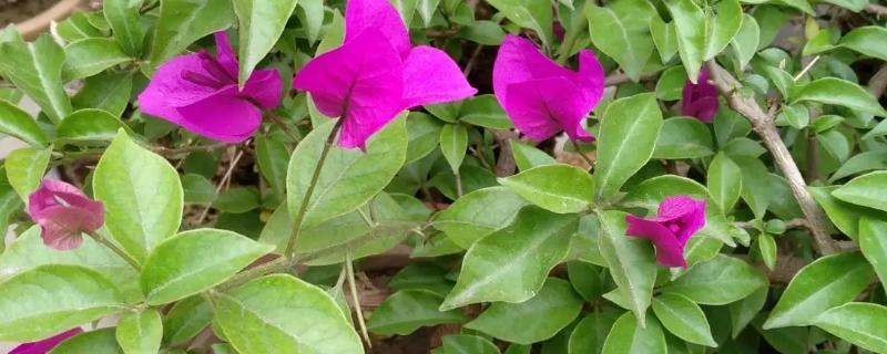 光叶子花嫁接的方式，选择在5-6月份的时候进行