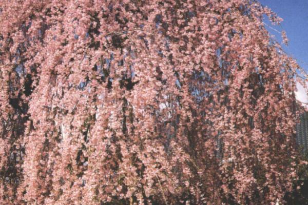 樱花的花语，具有纯洁无瑕、生命的高尚等寓意