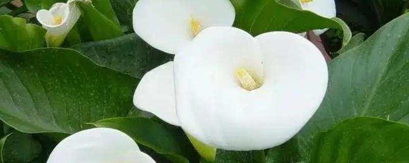 盆栽马蹄莲如何养殖，温度控制在10℃左右为佳