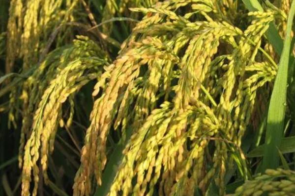陵优2号水稻种子介绍，作中稻种植全生育期154天