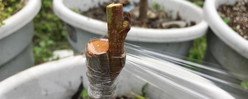 桂花适合用什么树嫁接，可以用女贞、小叶女贞、小蜡等嫁接