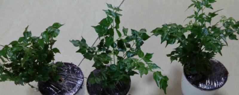 幸福树移盆的要求，移盆之前要浇够足够的水