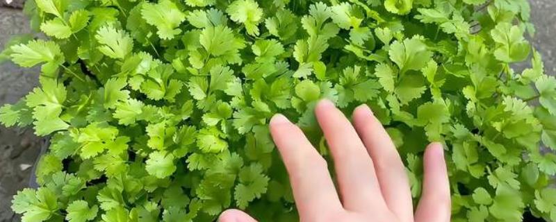 徒长的香菜是不是无法长大，采取针对性措施依然可以生长