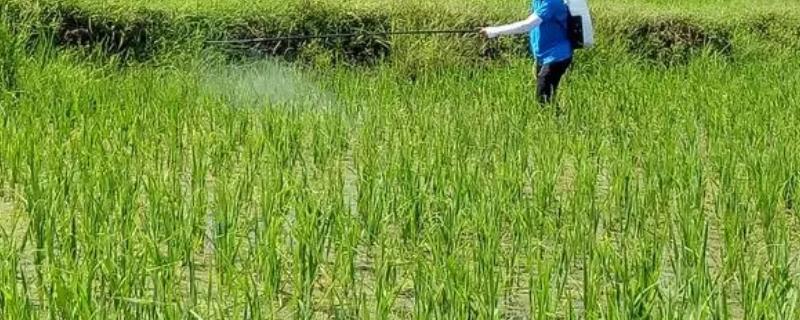 水稻各个时期病虫害如何防治，不同病虫使用不同的药剂防治