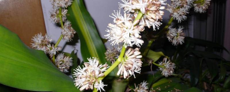 巴西木的花语，寓意吉祥如意、坚持不懈等