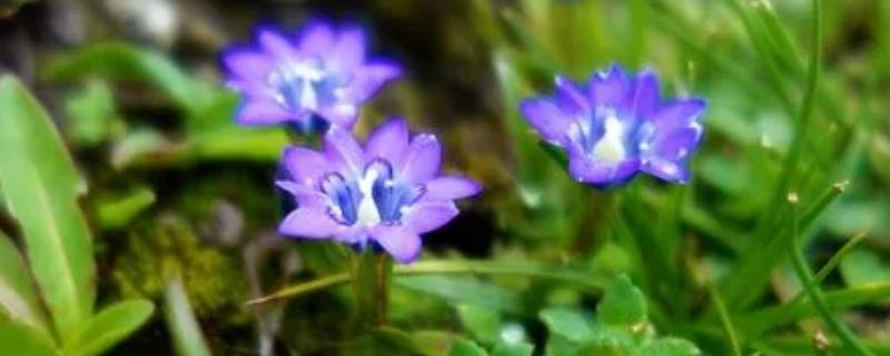 什么时候种植龙胆草，3-4月份、11月份皆可播种