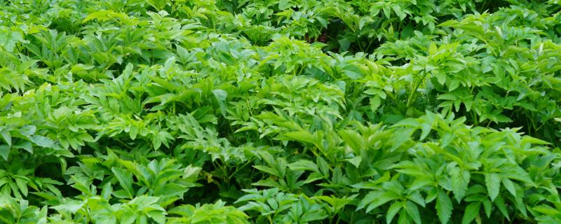 白芷的种植技术，可春播也可秋播