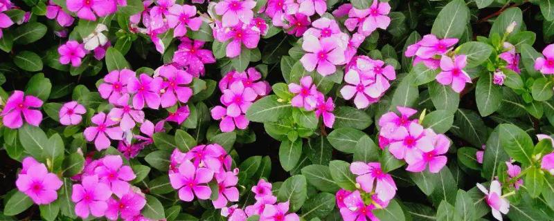 长春花叶子卷曲的原因，可能是水分不足或光照过强等