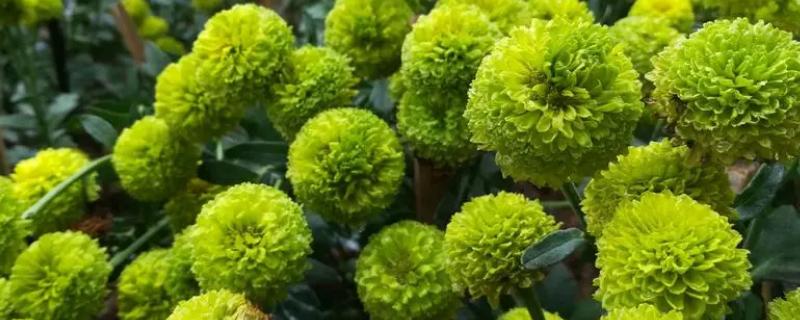 绿菊花的养殖方法，平时需及时的给盆土浇水