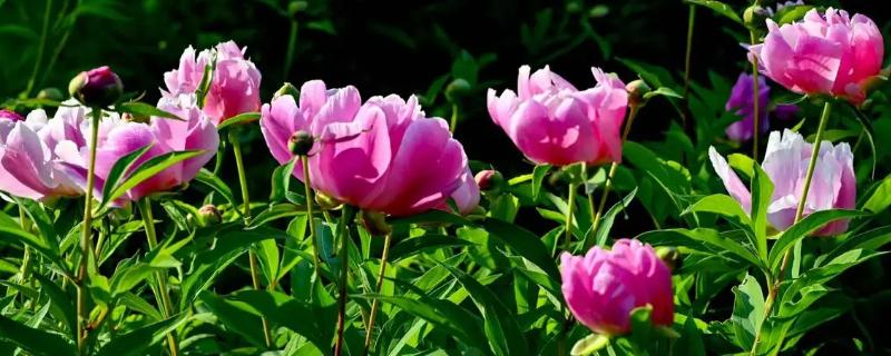 芍药花凋谢后如何养护，需及时修剪残花并追肥