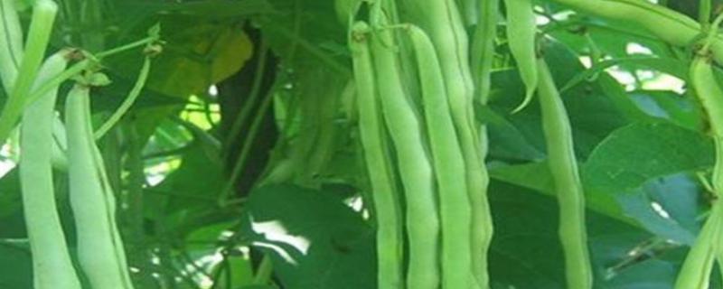 芸豆有多大，平均长度都在10-20厘米左右