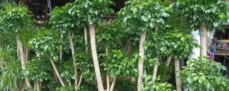 幸福树冻伤的叶子能不能恢复，冻伤的叶子不能恢复