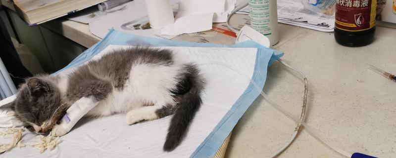 猫咪拉稀要禁食吗，伴随呕吐症状才要暂时停止饲喂