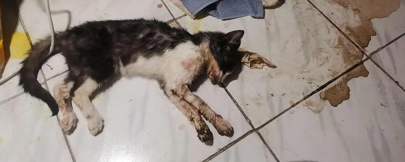 猫瘟会不会传染人，猫瘟不会传染给人
