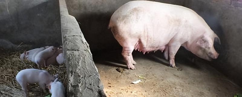 断奶母猪如何喂饲料，需要每天喂食两次