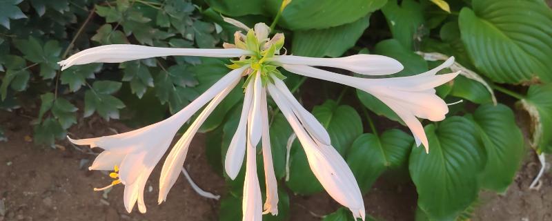 玉簪花的种植方法，在春秋两季种植为佳