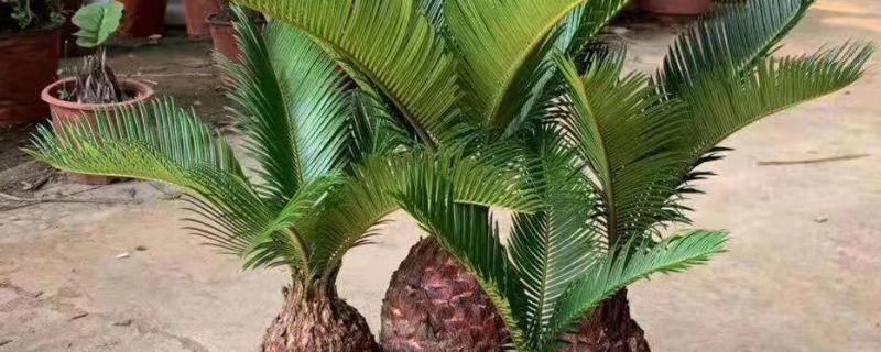 阳台种铁树好吗，阳台适合种植铁树