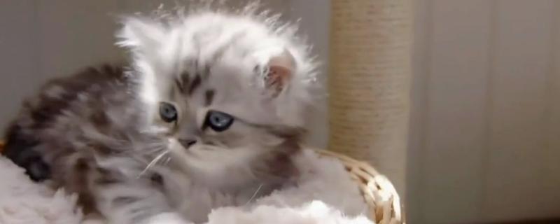 猫发烧怎么处理，可人为进行辅助降温