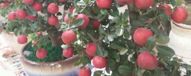 山楂树能否养在家里，养在家里可以观赏
