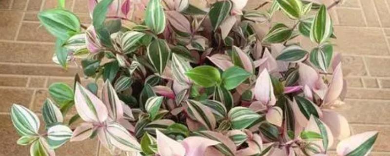 婚礼吊兰锦有没有毒，植株是无毒的