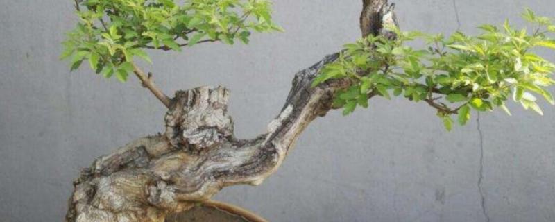 怎样栽种黄荆树桩盆景，需要准备空间较大的紫砂盆或者釉陶盆