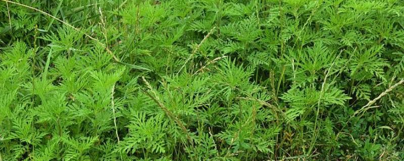 豚草的简介，属于菊科一年生草本植物