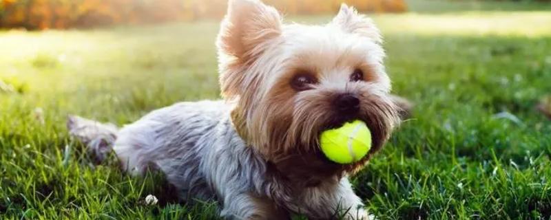 犬猫附红细胞体病的症状，病初仅见食欲稍差、精神沉郁等