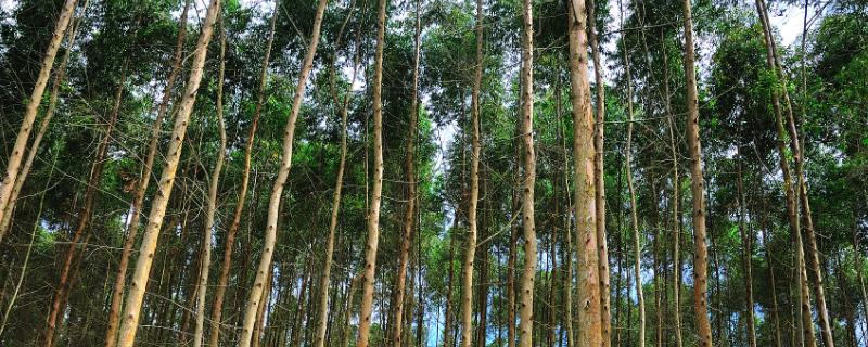 桉树施肥常见误区，常见以下7点