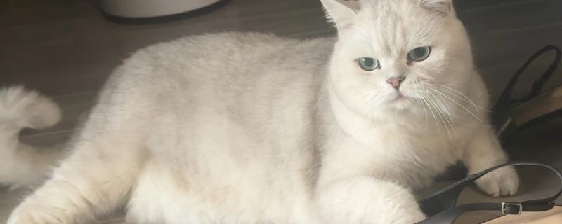 猫咪一直打嗝的原因，可能是应激反应或被噎到了