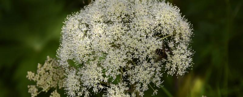 蕾丝花的花语，寓意稳重、有同情心等