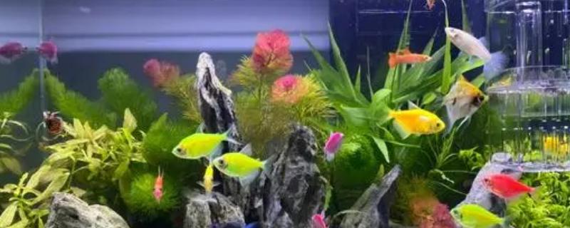 鱼鳃有寄生虫如何治疗，可以用小镊子将寄生虫拔除
