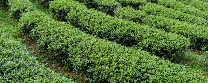 苦丁茶如何种植，定植后要注意浇好定根水
