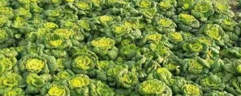 黄心乌塌菜的种植方法，适合在每年的秋季播种
