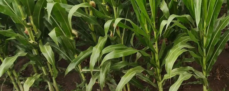 强盛12号玉米种子简介，每亩施硝酸磷50kg