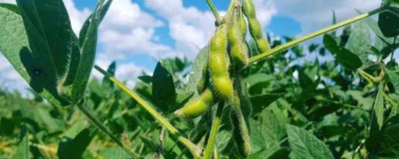 临豆九号大豆种子特征特性，中抗花叶病毒病SC3株系