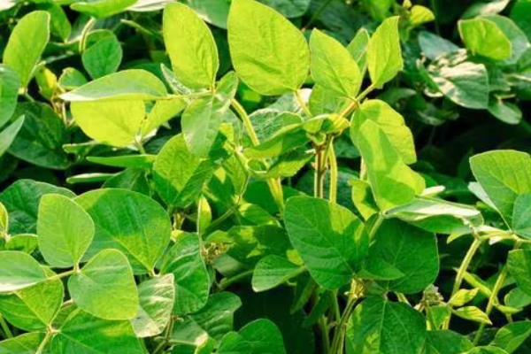 天源一号大豆品种简介，种植密度为27000株/亩