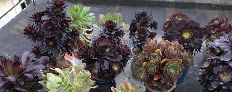 法师砍头出新头的时间，最短十几天就能长出新头来
