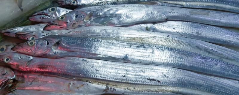 人工养殖带鱼和野生的一样吗，在性情、食性等方面都有差异