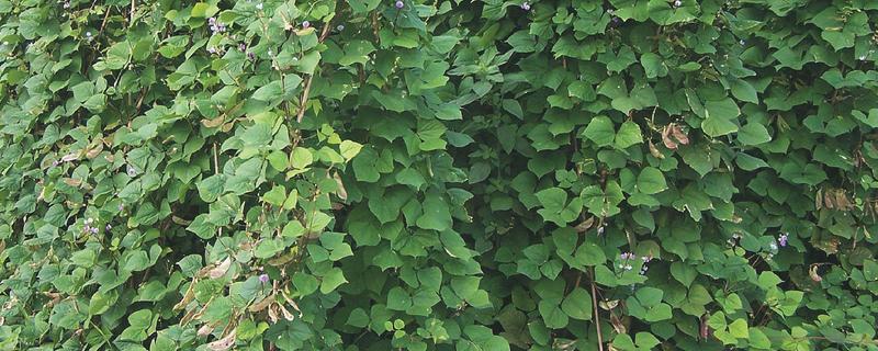 扁豆最晚几月份种，最晚种植时间为7月份