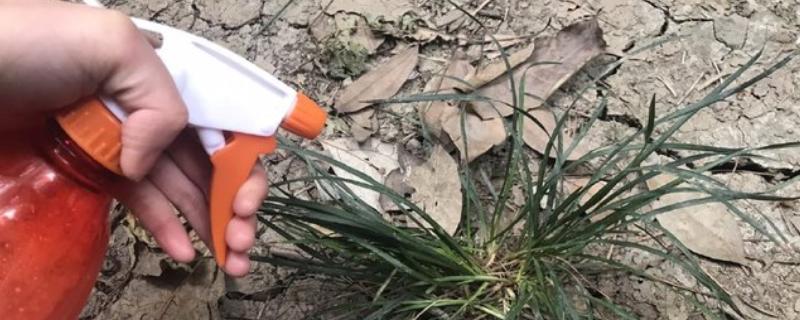 如何自制除草剂，可以使用蒸馏白醋为原料