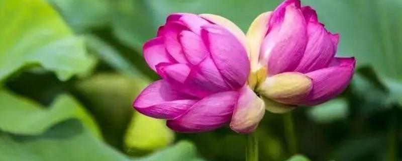 并蒂莲的花语，寓意永结同心、缠绵爱情等