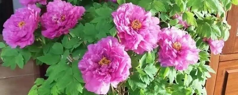 怎么养牡丹花，修剪主要有春夏修剪和冬季修剪
