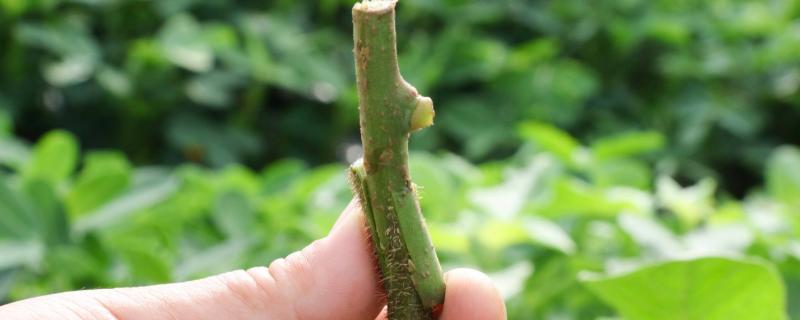猕猴桃的嫁接方法，可芽接、根接和切接