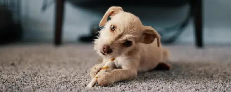 犬癫痫是什么病，属于突然发作、脑功能紊乱的疾病