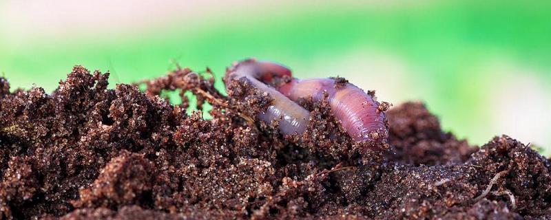 土壤中有什么动物和植物，常见的有土豆、薯类、萝卜等
