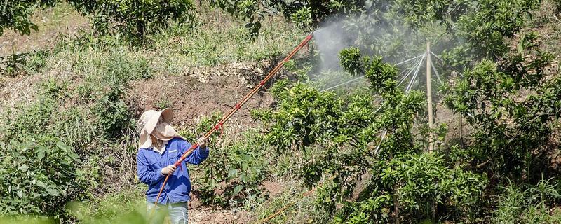 24滴酸草甘膦与草甘膦哪个更安全，24滴酸草甘膦会比较安全