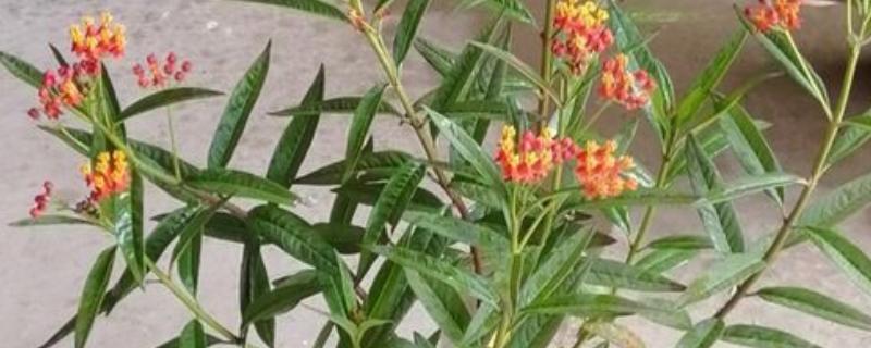 金凤花的病虫害防治方法，常见病虫害有霜霉病、白粉病等
