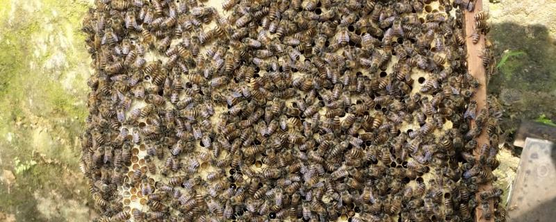 中蜂人工分蜂的时间，取决于气候、蜜源和蜂群